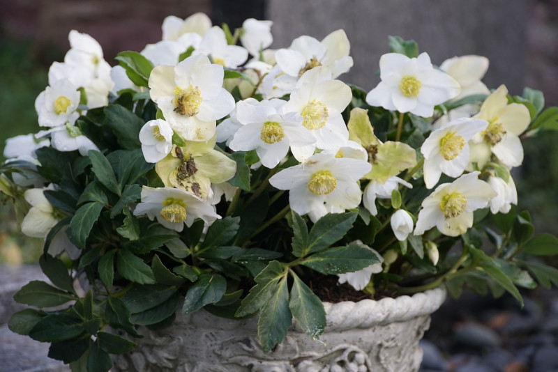 helleborus-meer laten bloeien - hoe snoei ik - wanneer oude bladeren verwijderen - Zwarte plekken